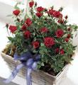 The FTD� Village Rose� Basket