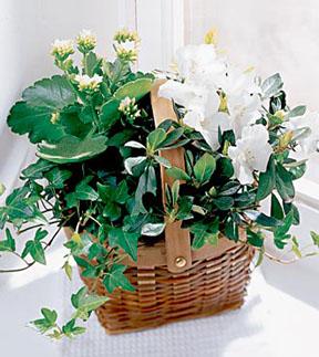 The FTD? White Assortment Basket