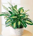 The FTD� Spathiphyllum and Dieffenbachia