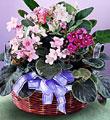 The FTD� African Violets
